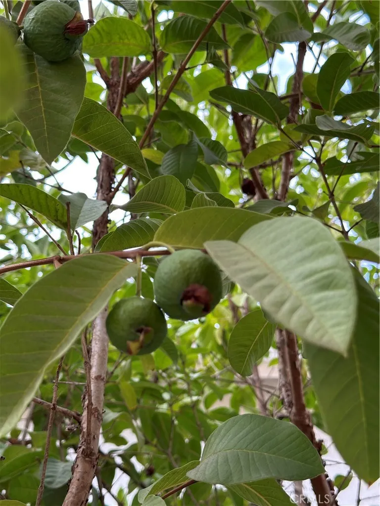 40205 White Leaf, Murrieta, California 92562 home-pic-27